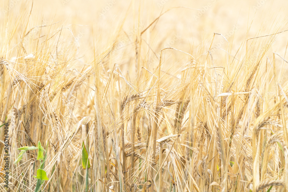 Fototapeta premium Golden ears of ripe wheat