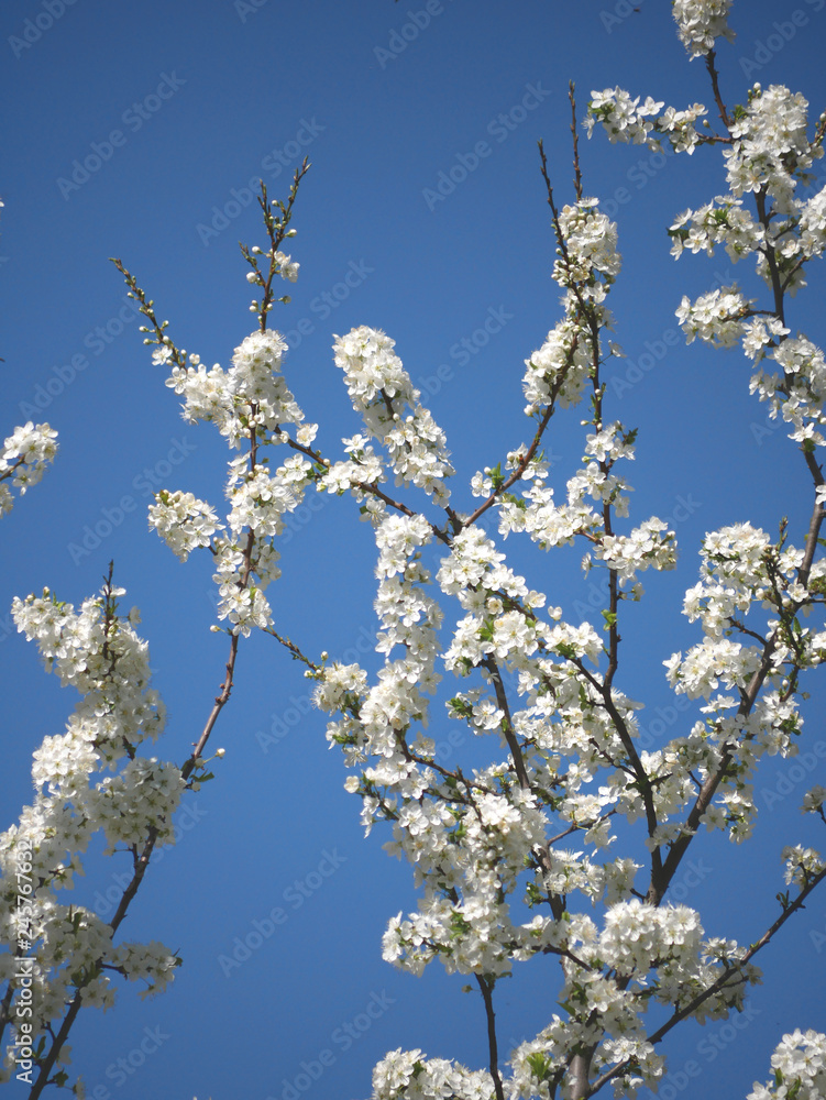 Ramo con fiori di ciliegio Ramo con fiori di ciliegio