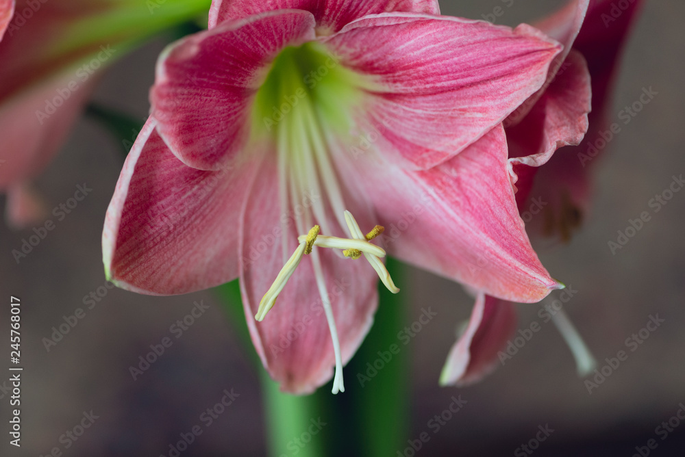 Fototapeta premium large pink blooming amaryllis flower