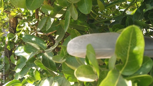 leaves,plant,feather