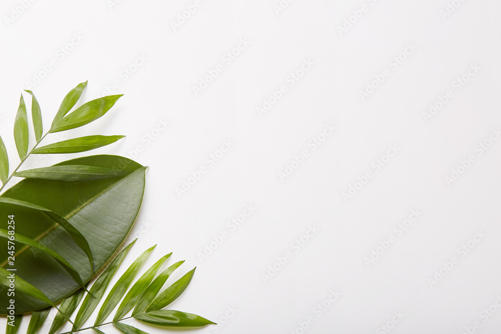 Greenery in left corner of shot. Plant composition. Copy space for your advertising content, promotion, text information. Greenery in left corner of shot. Plant composition. Copy space for your advertising content, promotion, text information.