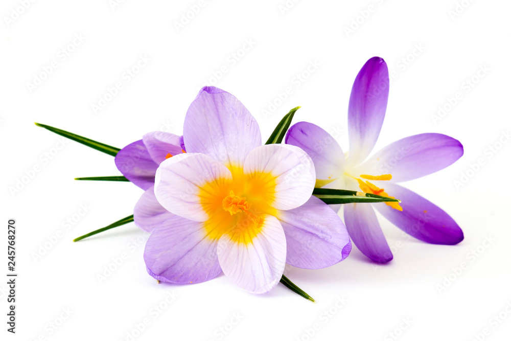 crocus - one of the first spring flowers crocus - one of the first spring flowers