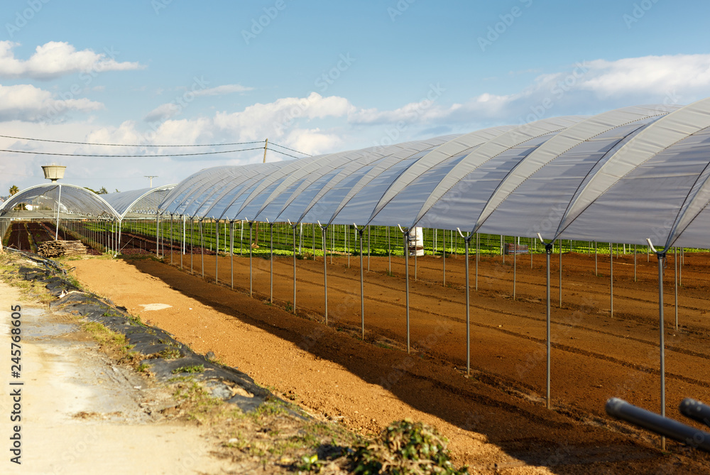 Large industrial greenhouses on a spring day Large industrial greenhouses on a spring day