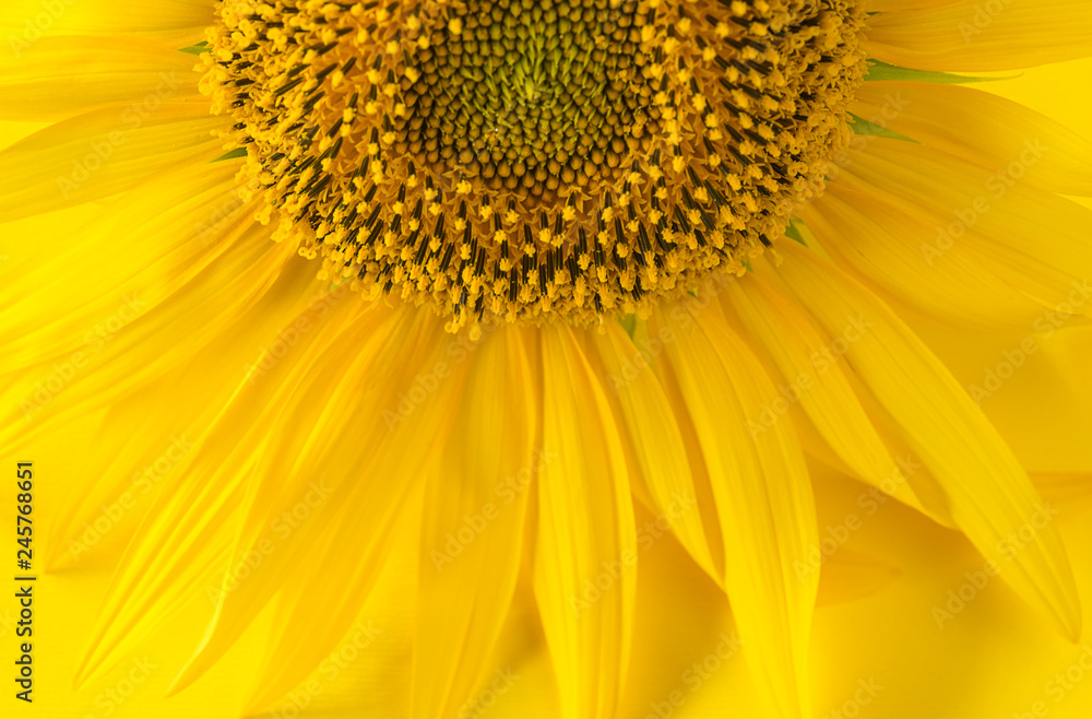 Beautiful yellow sunflower close up Beautiful yellow sunflower close up