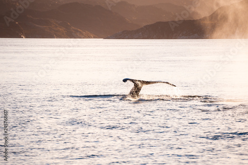 Humpback whale dives showing the tail in Atlantic ocean, western Greenland