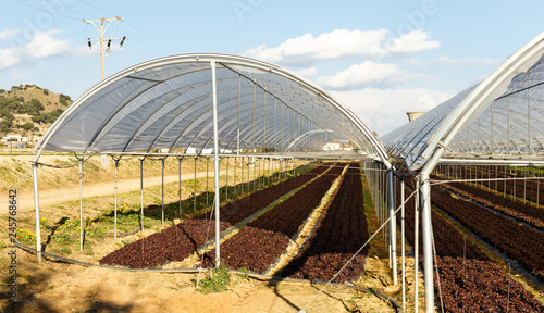 Fresh organic lettuce seedlings in a greenhouse