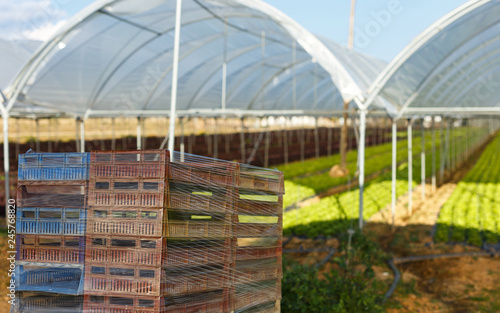 harvest boxes fresh of organic lettuce seedlings in a greenhouse