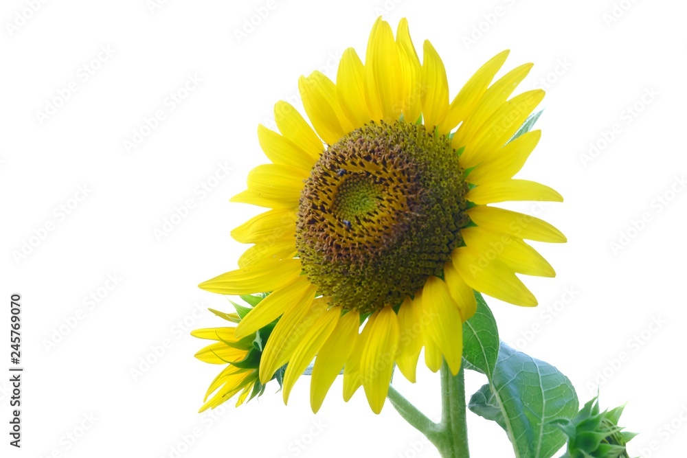 Fototapeta premium A single yellow sunflower with a green leaf on white isolated background 