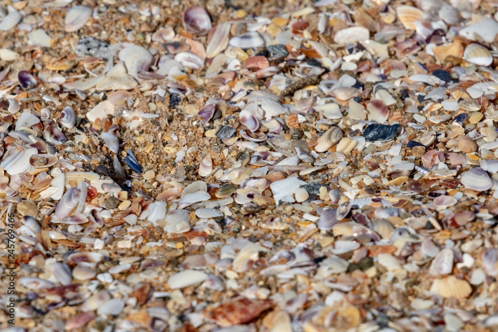 Sea shells on a beach close up macro background 