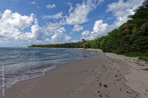 Fototapeta Naklejka Na Ścianę i Meble -  Anse a Prunes - Beach near Salines beach, Sainte-Anne, Martinique FWI