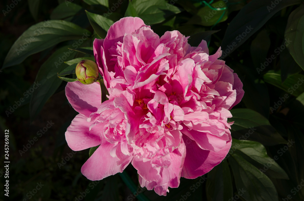 pink flower in the garden pink flower in the garden