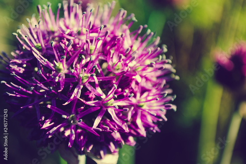 purple flower