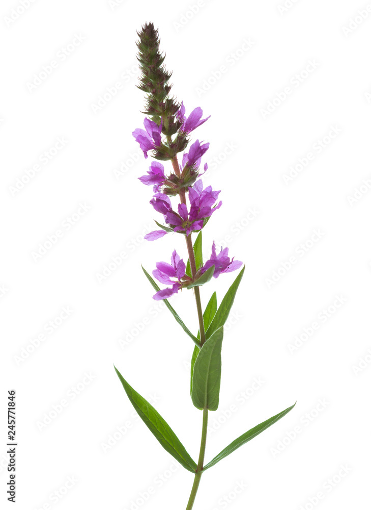 Fototapeta premium Lythrum Salicaria (Purple Lythrum) isolated on white background.