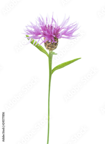 Centaurea jacea  isolated on white background. © Antonel