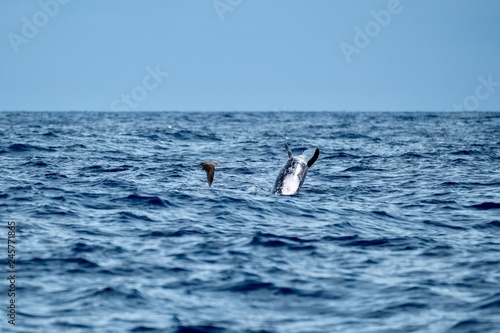 Risso’s dolphin jumping from the ocean as a Cory’s shearwater flies by