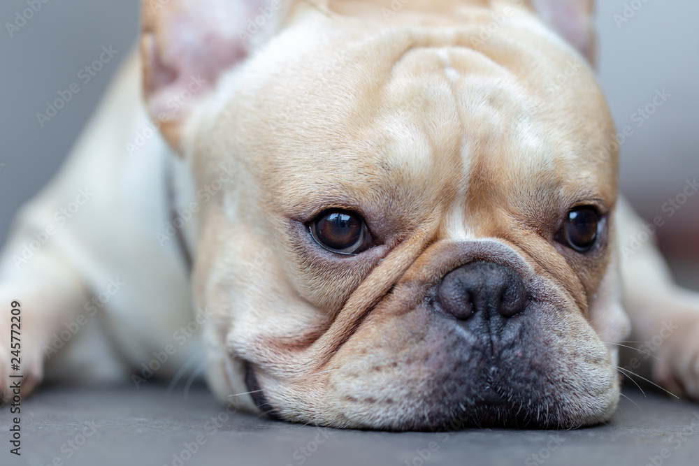 Fototapeta premium Cute French bulldog pets