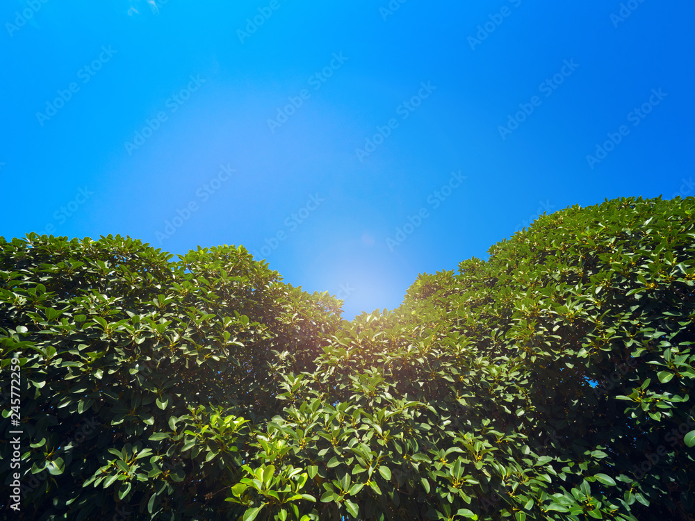 Green trees on sky background