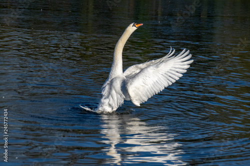 Adult mute swan with out stretched wings