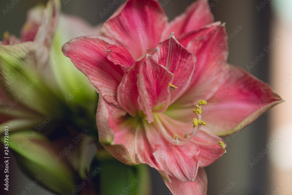 close-up of large pink blooming amaryllis flower