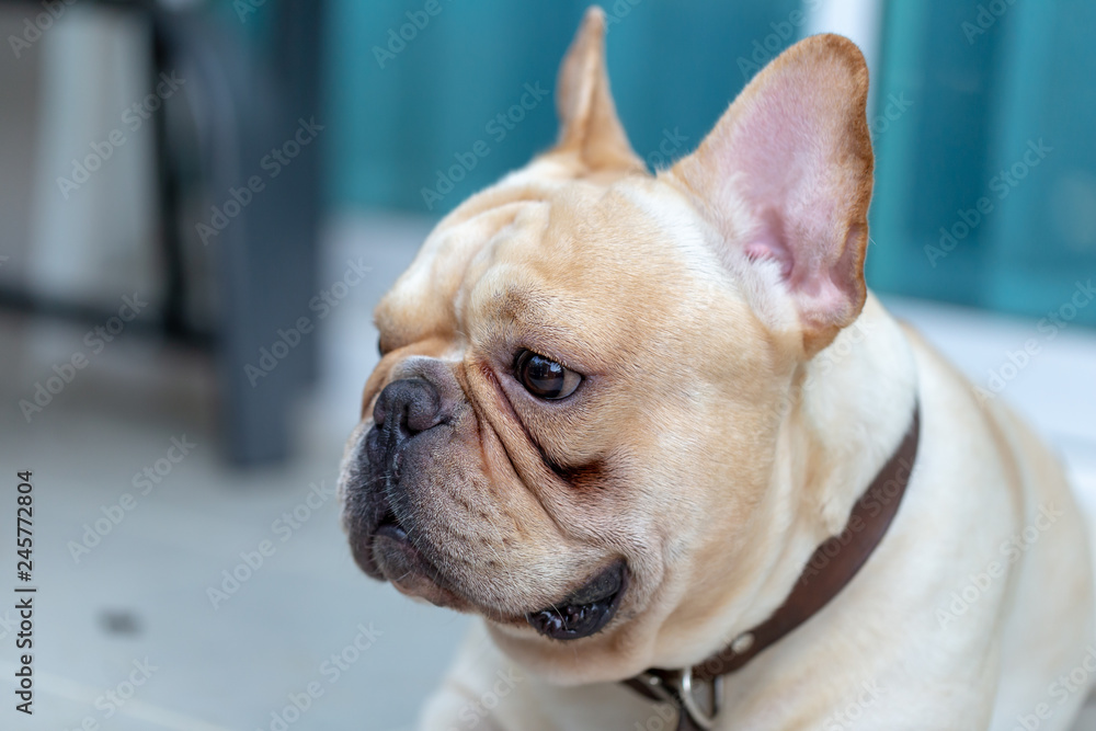 Cute French bulldog pets Cute French bulldog pets
