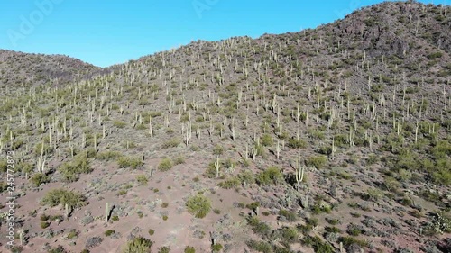 Saguaro cactus on Twin Peaks Mountain in Tucson Arizona