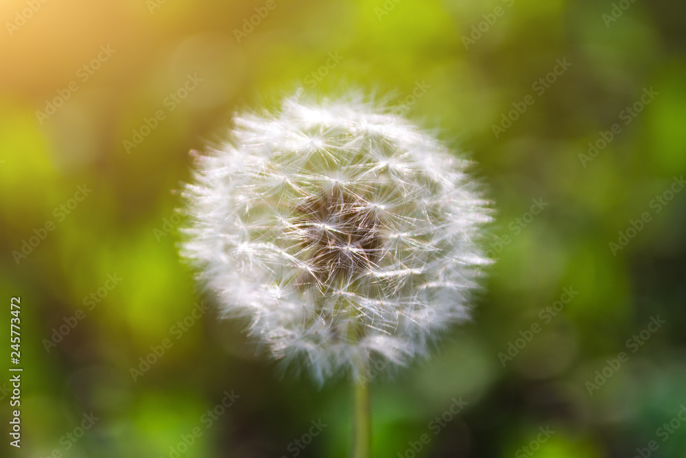 Fototapeta premium seed head of dandelion on background of green grass