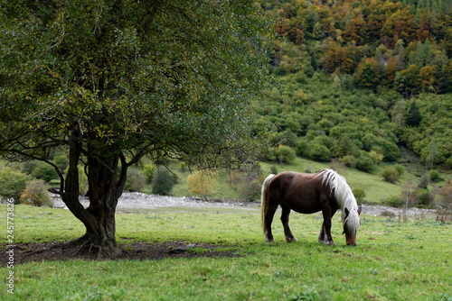 Horse in the grass