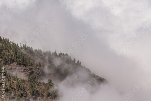 Dicke Wolken verhüllen die Wälder auf den Gipfeln