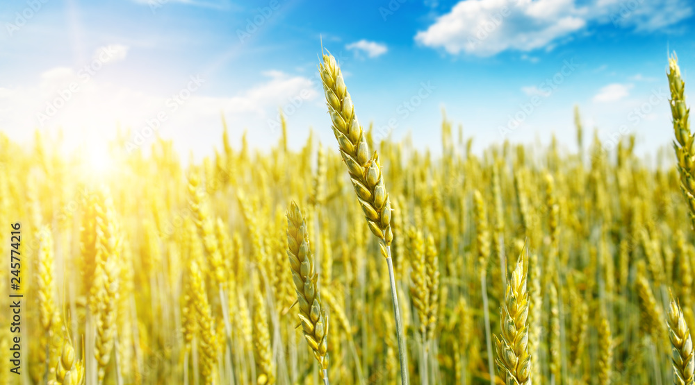 Wheat field and sunrise in the blue sky. Wide photo. Wheat field and sunrise in the blue sky. Wide photo.