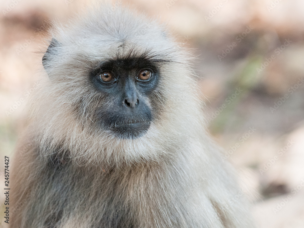 Gray Langur in Ranthambore National Park in Rajasthan, India