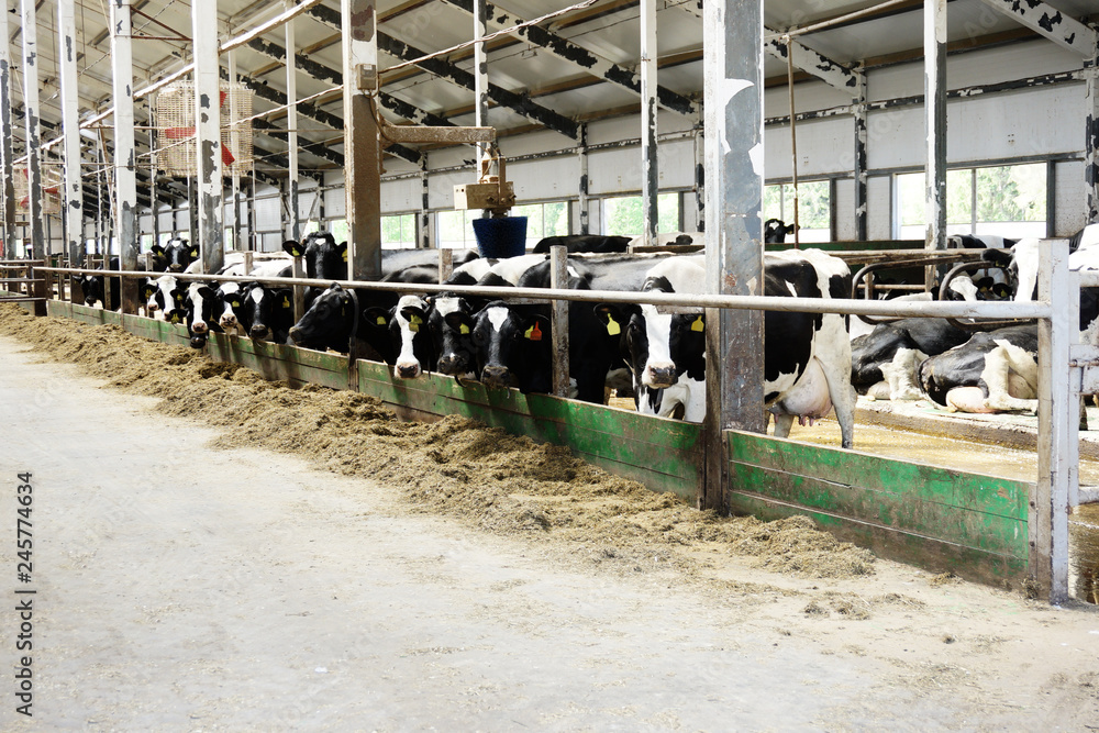 Modern farm cowshed with milking cows eating hay Modern farm cowshed with milking cows eating hay