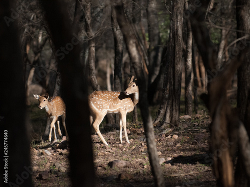Chital deer in Ranthambore National Park in Rajasthan, India
