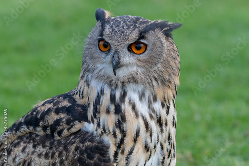 Close up portrait of an Eurasian Eagle Owl © Mark Hunter