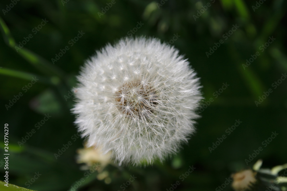 Löwenzahn Blüte, Pustblume mit weißen Schirmchen auf einer grünen Wiese Löwenzahn Blüte, Pustblume mit weißen Schirmchen auf einer grünen Wiese