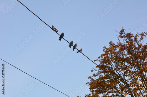 birds on wire