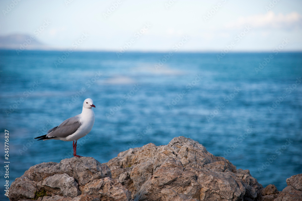 Sea gull standing on a rock in front of the sea Sea gull standing on a rock in front of the sea