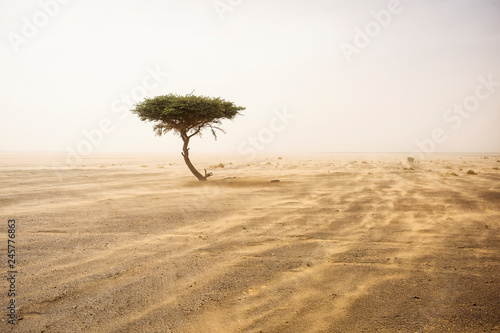 Single tree in the middle of desert Sahara with sands storm © danmir12