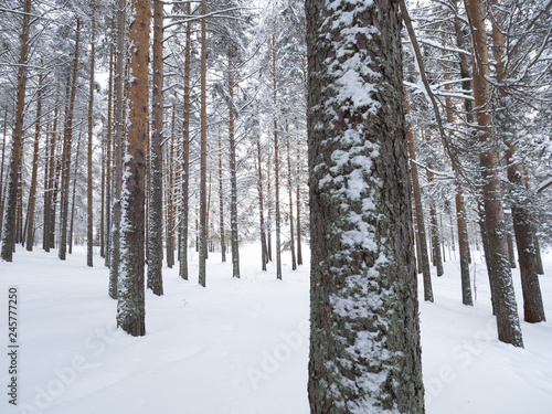 Pine forest in the snow