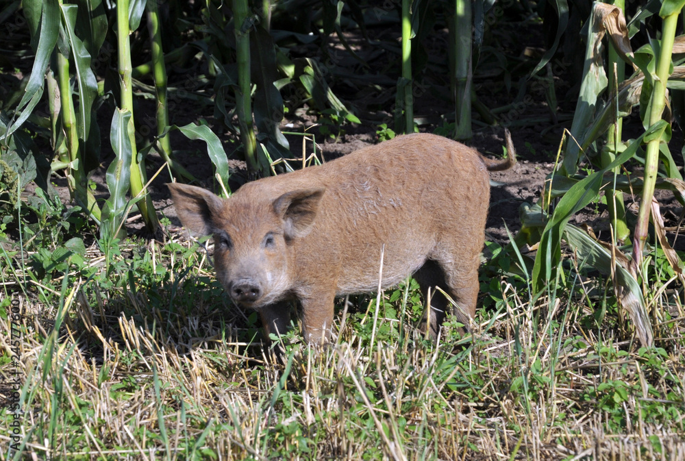 Pigs of the Mangalica breed