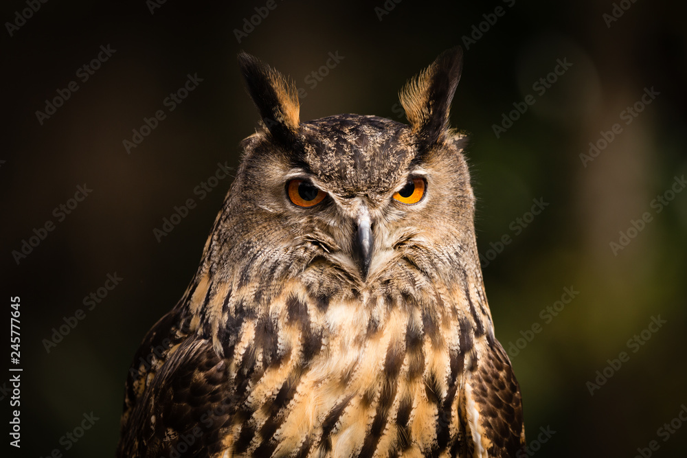 Eurasian Eagle Owl Eurasian Eagle Owl