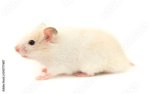 small domestic hamster