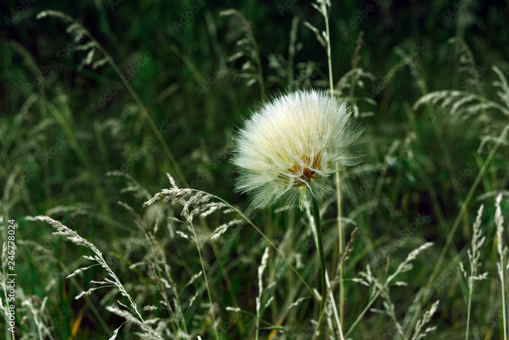 A large dandelion flower head with fluffy seeds that look like parachutes against a grass background. A large dandelion flower head with fluffy seeds that look like parachutes against a grass background.