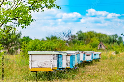 Row of white and blue hives for bees in the rural background. An apiary among green grass with bees bringing honey under blue sky. Apiculture concept