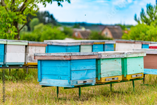 Two rows of colorful hives made of wood in the form of boxes on an apiary in a meadow with bees bringing pollen for honey on the background of the village. Apiary concept