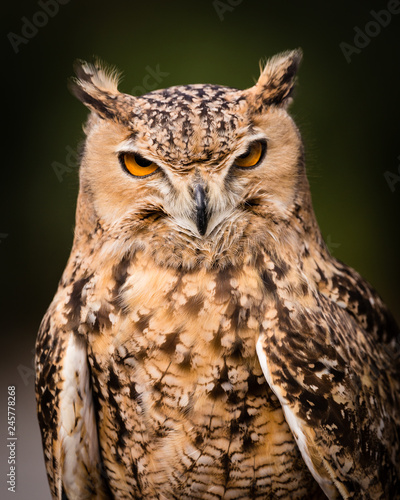 Savigny s Eagle Owl