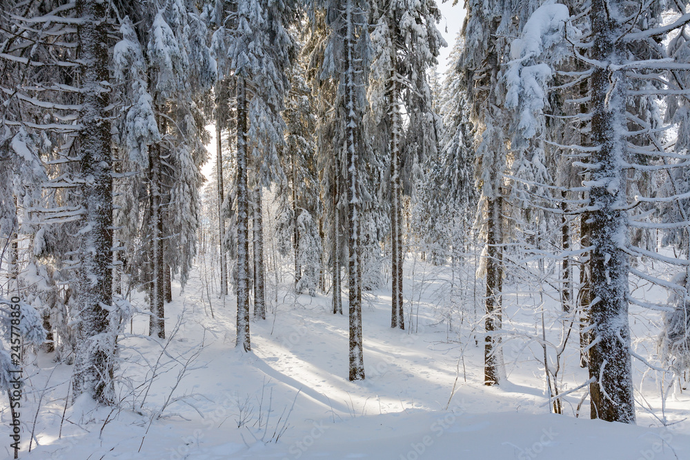 Fototapeta premium Winter im Wald