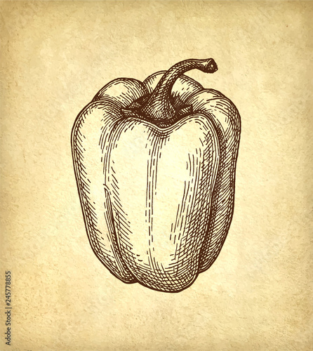 Ink sketch of bell pepper.