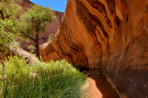at the bottom of Coyote Gulch in Grand Staircase - Escalante National Monument area (Kane, county, Utah) photo