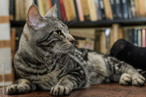 Fototapeta Naklejka Na Ścianę i Meble -  Adorable gray striped cat at home