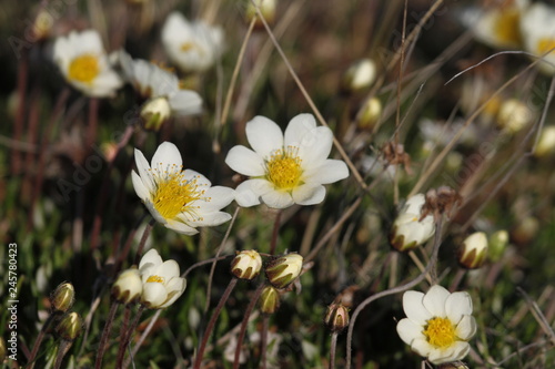 Billede på lærred Arctic mountain avens (Dryas integrifolia/octopetala) or alpine dryad plants flo